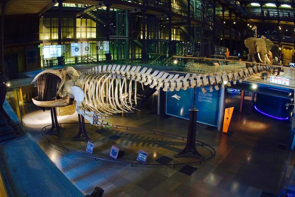 图片[3] - 【巴黎】法国国家自然历史博物馆 照片摄影26张 - 展示酷